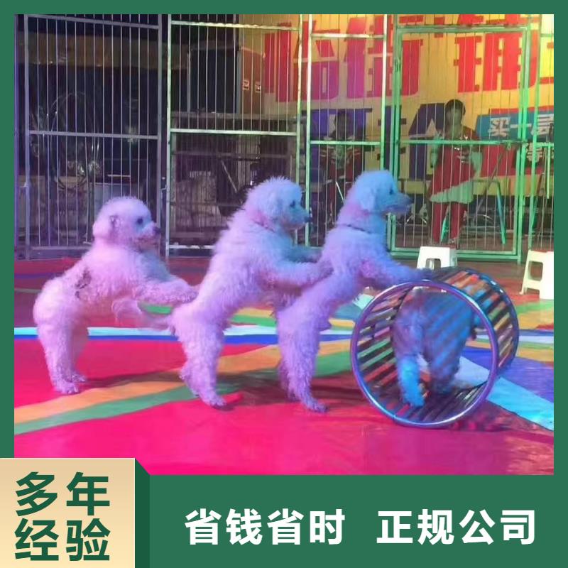 馬戲團(tuán)/羊駝_小馬戲出租品質(zhì)服務(wù)