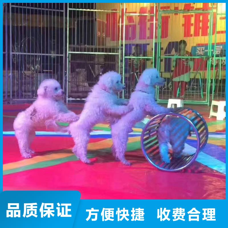 馬戲團(tuán)/羊駝馬戲團(tuán)出租 知名公司