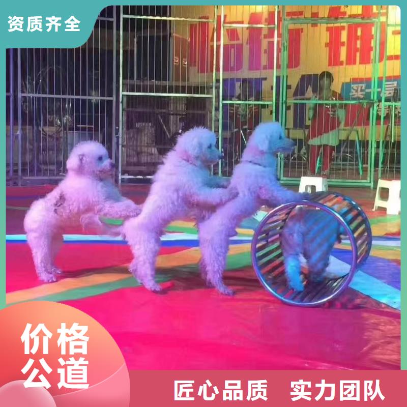 马戏团/羊驼美人鱼表演品质卓越