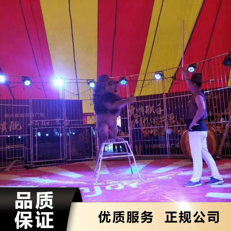 馬戲團(tuán)/羊駝_馬戲團(tuán)表演出租租賃良好口碑