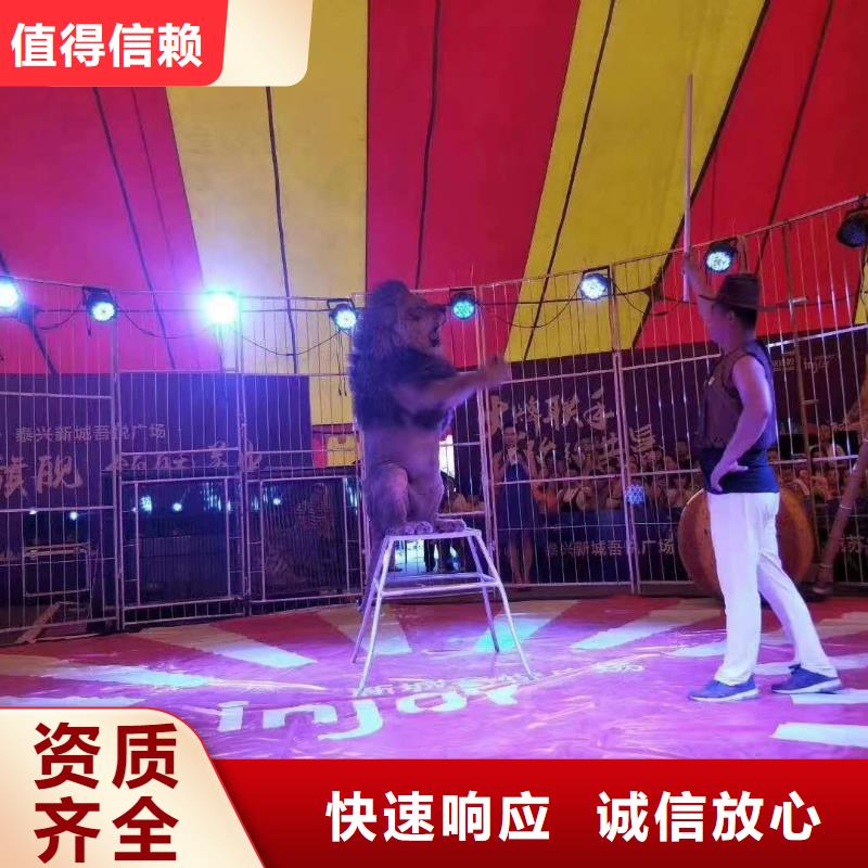 马戏团/羊驼 动物表演实力公司