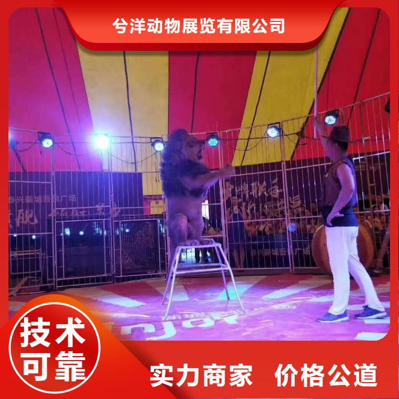 马戏团/羊驼,马戏团表演出租租赁多家服务案例