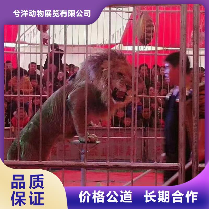 馬戲團/羊駝 美人魚表演專業(yè)公司