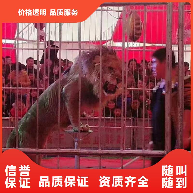馬戲團(tuán)/羊駝 馬戲團(tuán)出租 高性價比