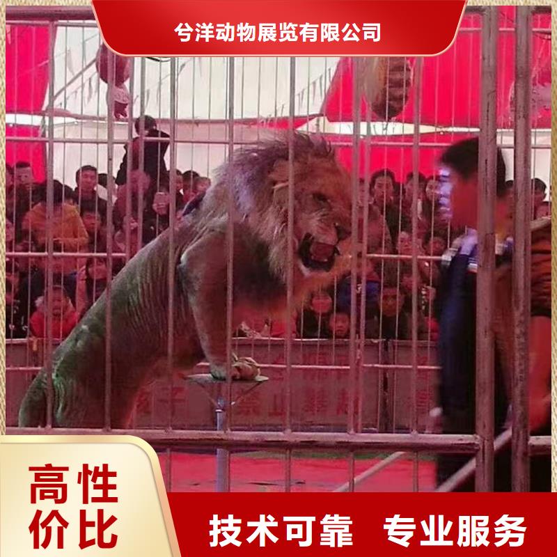 馬戲團(tuán)/羊駝-鸚鵡表演講究信譽(yù)