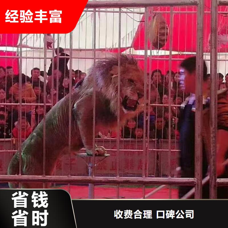 馬戲團(tuán)/羊駝,出租表演企鵝好評度高