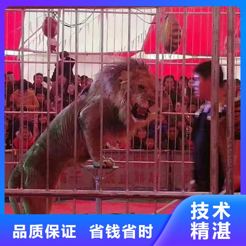 马戏团/羊驼-海狮表演出租实力商家