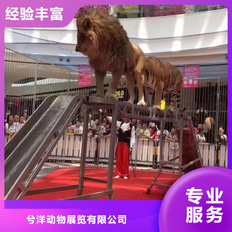 馬戲團(tuán)/羊駝馬戲團(tuán)出租 誠(chéng)信