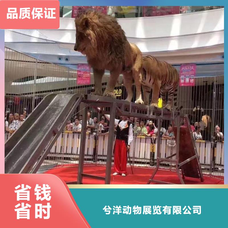 马戏团/羊驼表演羊驼租赁品质服务