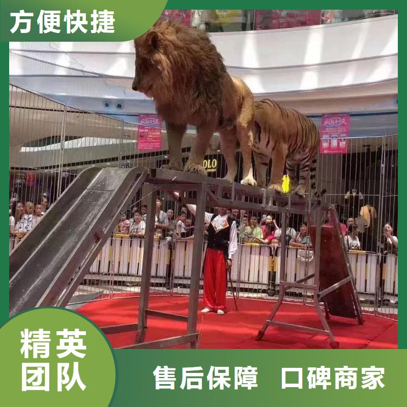 马戏团/羊驼企鹅出租齐全