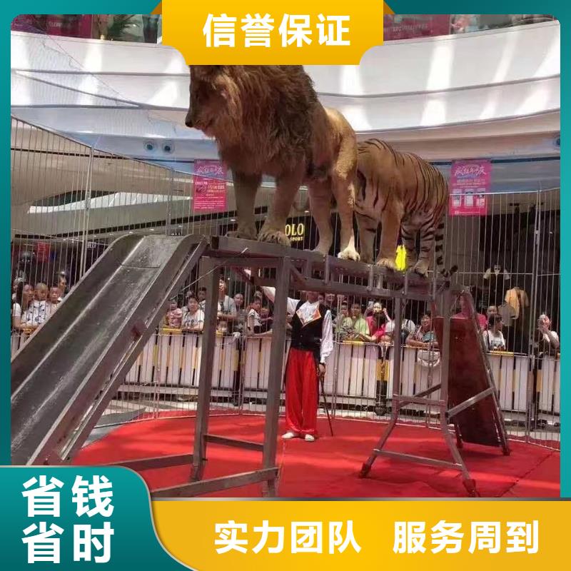 馬戲團(tuán)/羊駝_出租企鵝明碼標(biāo)價(jià)
