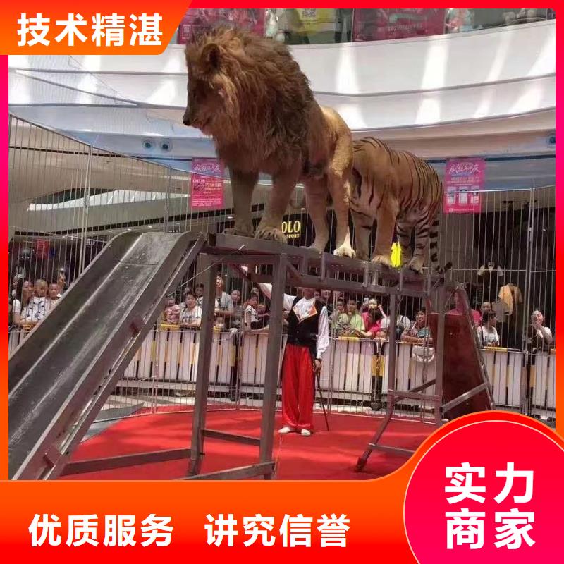 马戏团/羊驼 美人鱼表演专业公司