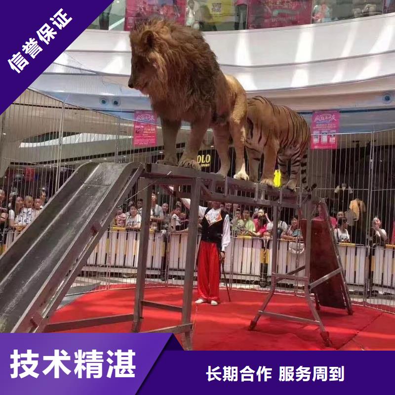 馬戲團(tuán)/羊駝 美人魚表演專業(yè)公司