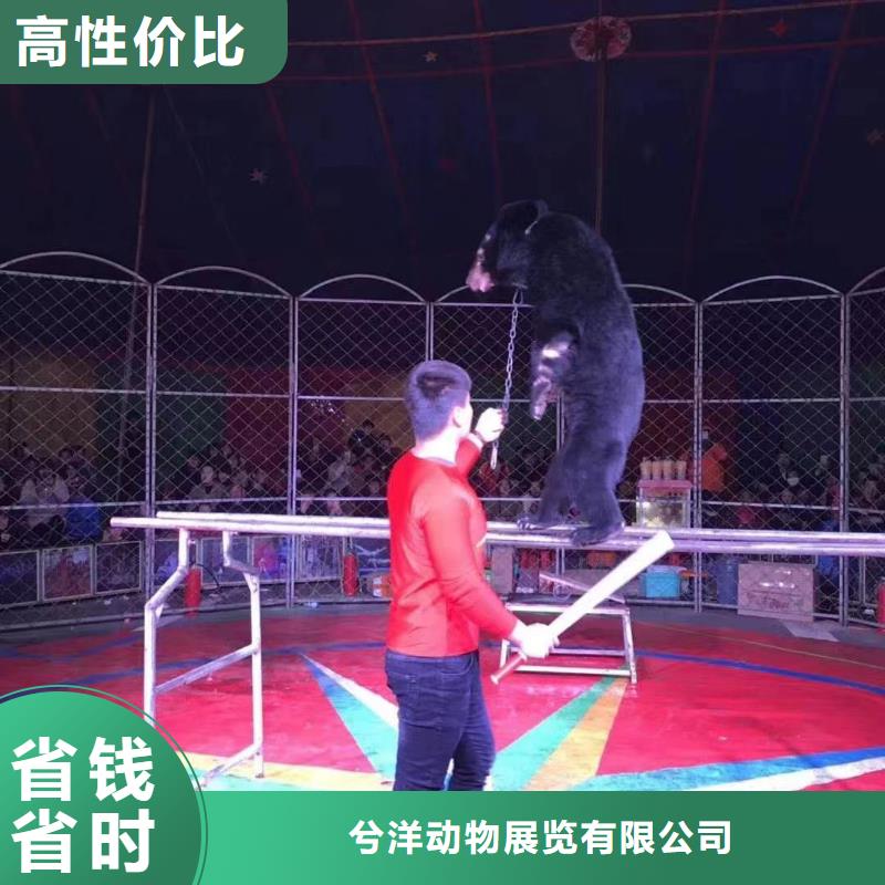 馬戲團/羊駝_【美人魚出租演出】信譽良好