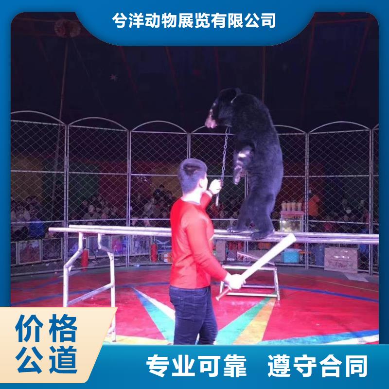 馬戲團/羊駝,出租馬戲團表演良好口碑