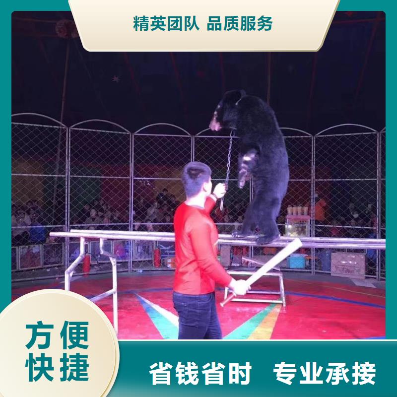 马戏团/羊驼_马戏团表演出租租赁售后保障