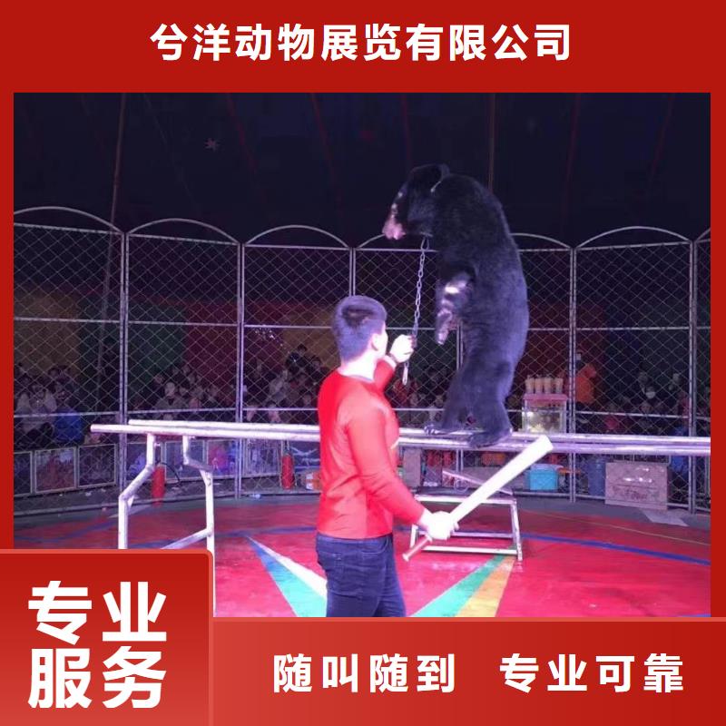 馬戲團/羊駝-鸚鵡表演實力商家