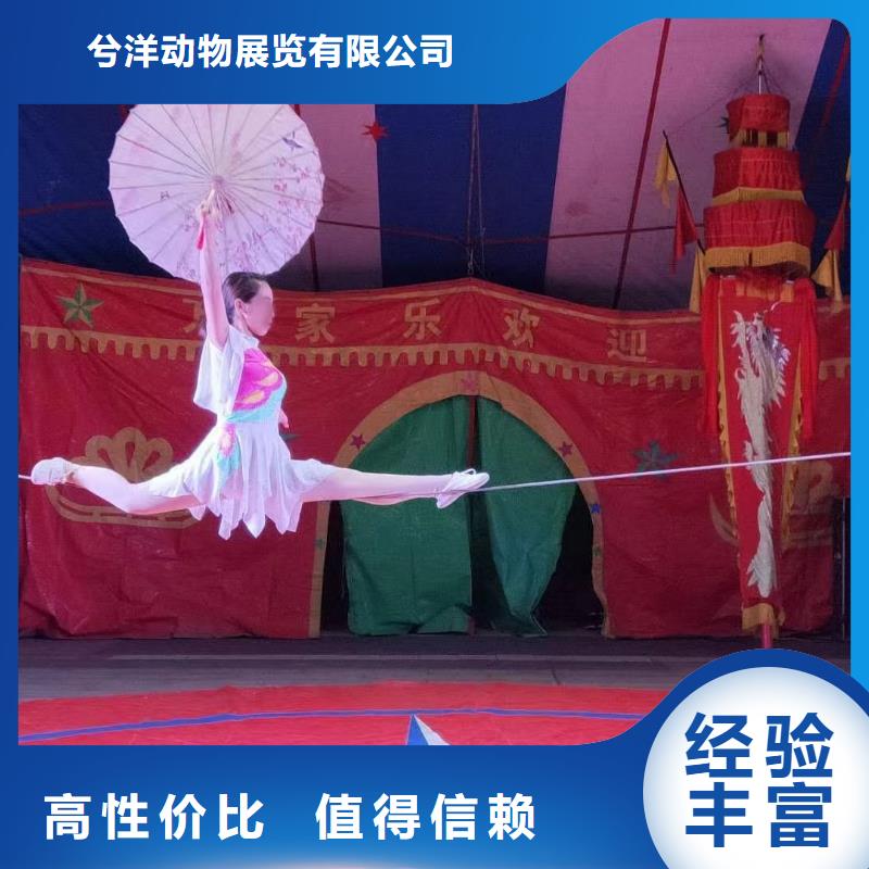 马戏团/羊驼出租马戏团表演有实力