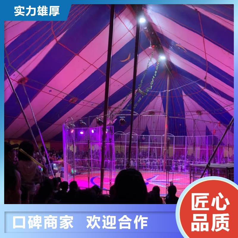 馬戲團(tuán)/羊駝,【羊駝出租】正規(guī)團(tuán)隊
