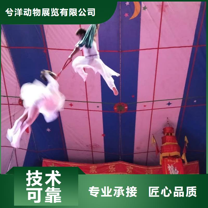 馬戲團(tuán)/羊駝_動(dòng)物雜技表演省錢(qián)省時(shí)