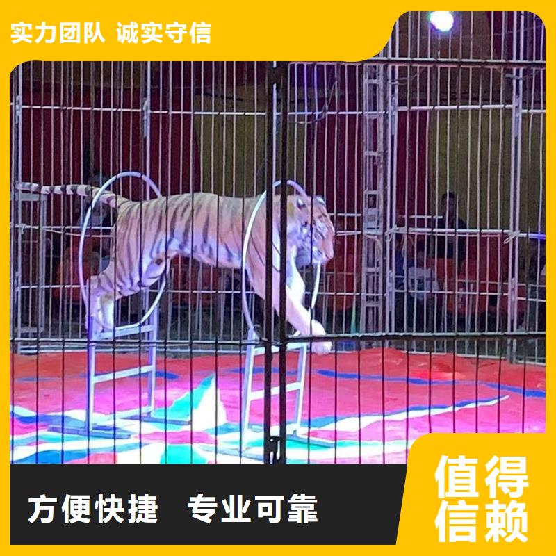 马戏团/羊驼,马戏团表演出租租赁多家服务案例