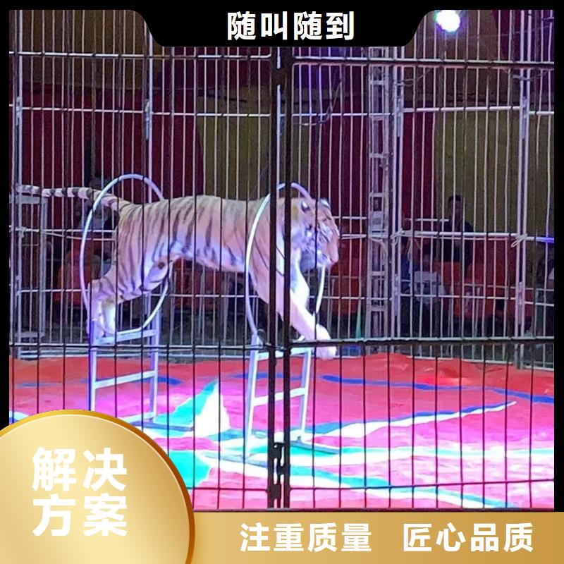 馬戲團(tuán)/羊駝動(dòng)物展覽秀技術(shù)成熟