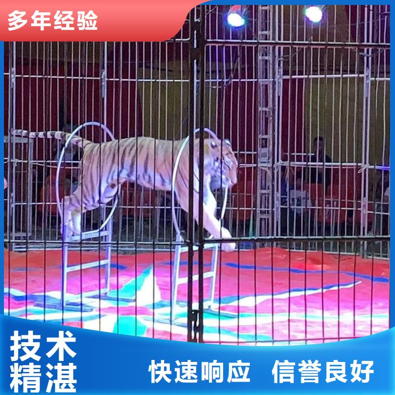 馬戲團(tuán)/羊駝_小馬戲表演出租經(jīng)驗豐富