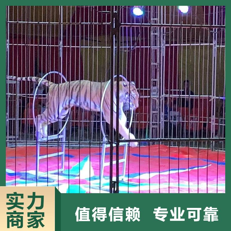 马戏团/羊驼【【美人鱼出租演出】】价格透明