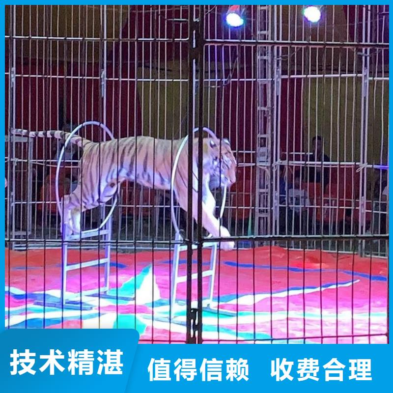 馬戲團/羊駝,景區(qū)雜技表演技術(shù)成熟