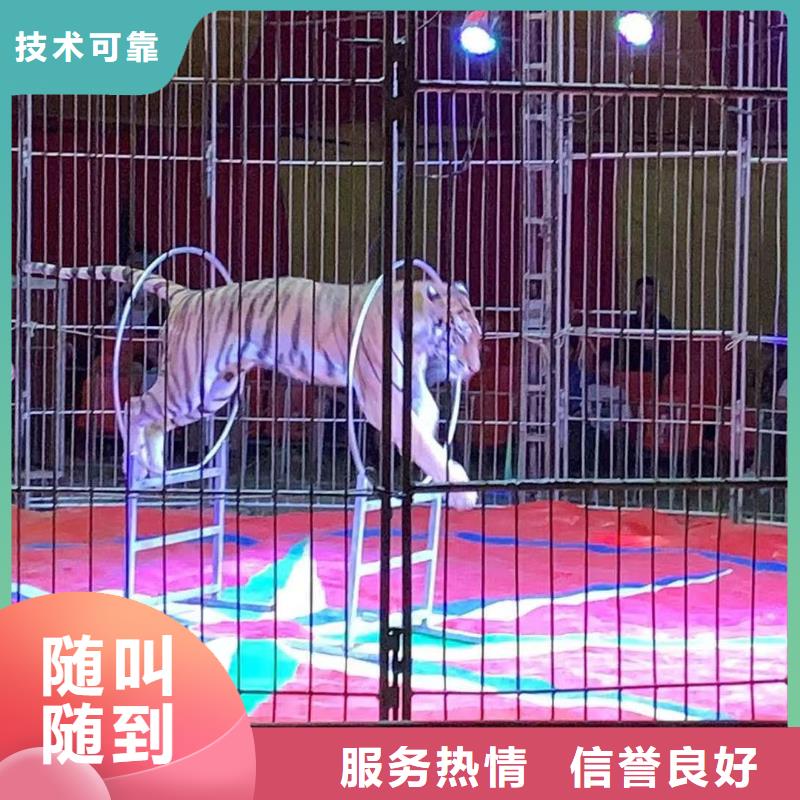 馬戲團(tuán)/羊駝_【海獅表演出租】信譽(yù)保證
