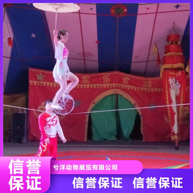 马戏团/羊驼,商场马戏表演出租专业
