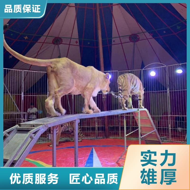 馬戲團(tuán)/羊駝-海獅表演租賃從業(yè)經(jīng)驗(yàn)豐富