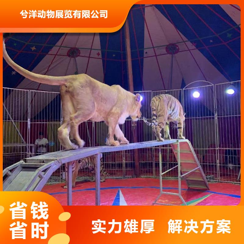 馬戲團/羊駝草泥馬羊駝租賃技術(shù)好