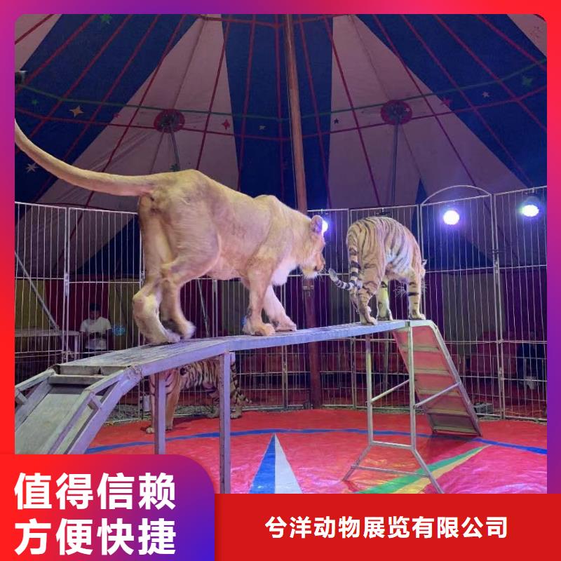 馬戲團/羊駝,動物表演出租誠信