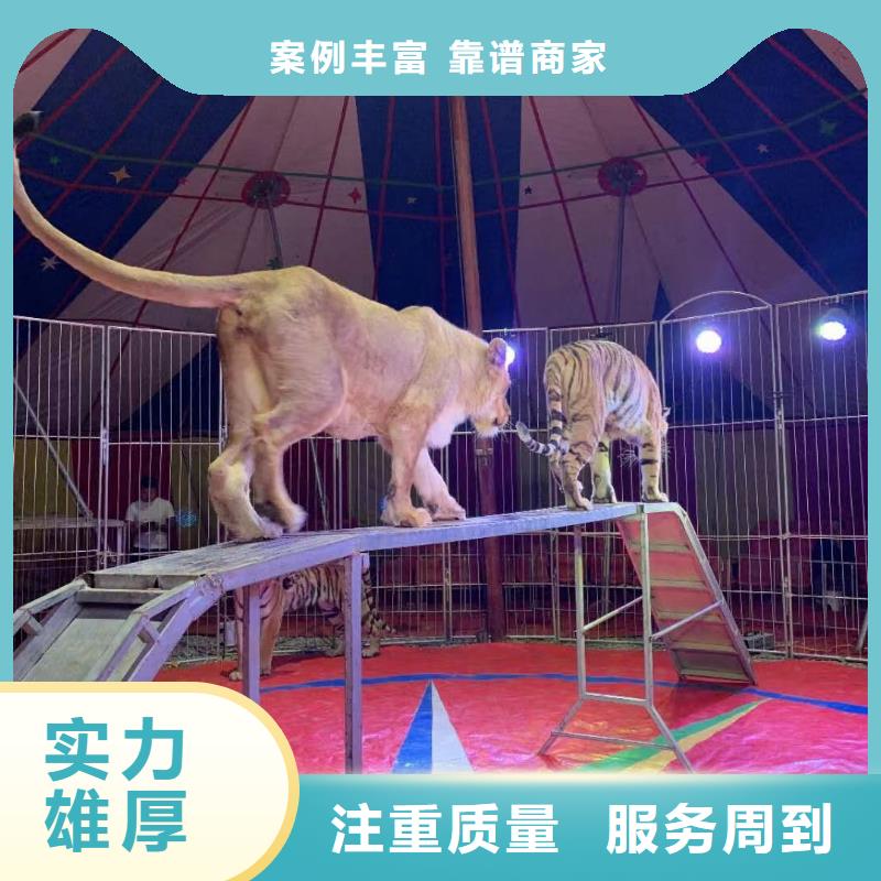 馬戲團/羊駝-萌寵動物展出租品質(zhì)好