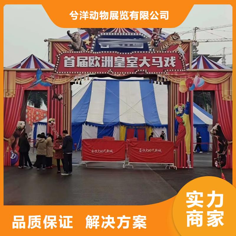 馬戲團/羊駝,【出租企鵝表演】解決方案