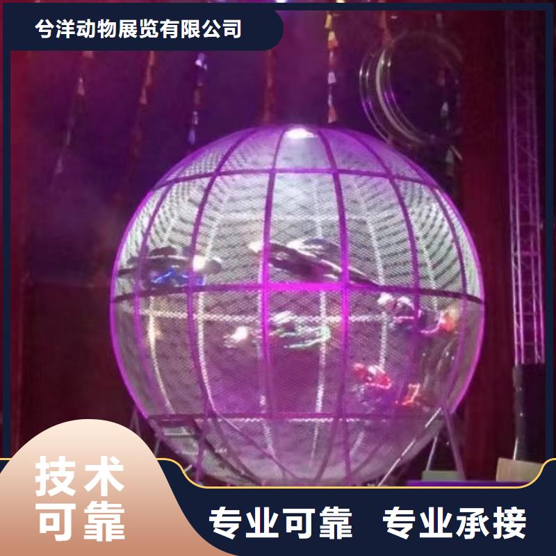 馬戲團/羊駝海獅表演出租價格美麗