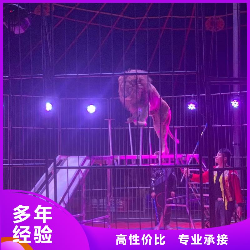 馬戲團/羊駝_【美人魚出租演出】收費合理