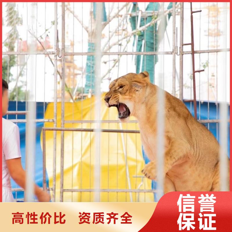 馬戲團/羊駝 出租羊駝良好口碑