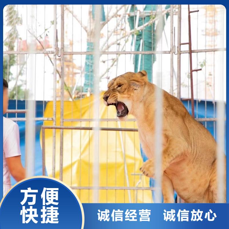 马戏团/羊驼-海狮表演出租实力商家