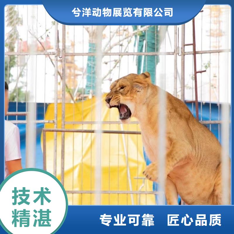 馬戲團/羊駝 企鵝租賃信譽保證