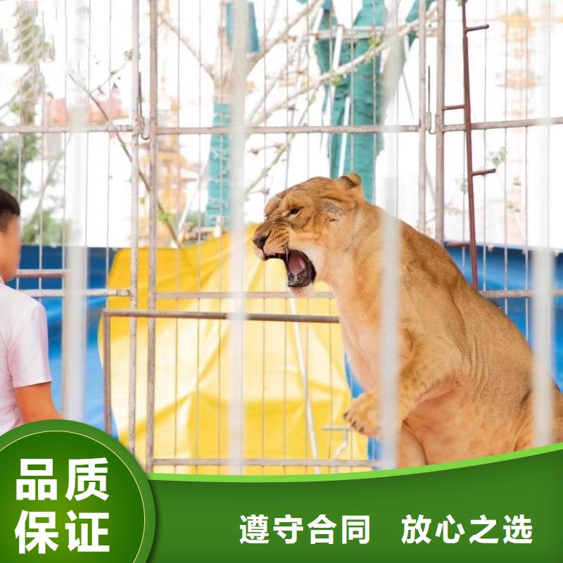 馬戲團/羊駝,鸚鵡表演口碑公司