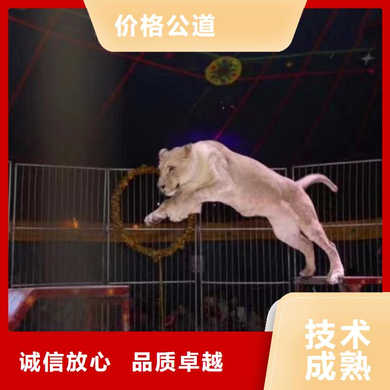 【馬戲團(tuán)/羊駝小馬戲出租技術(shù)可靠】