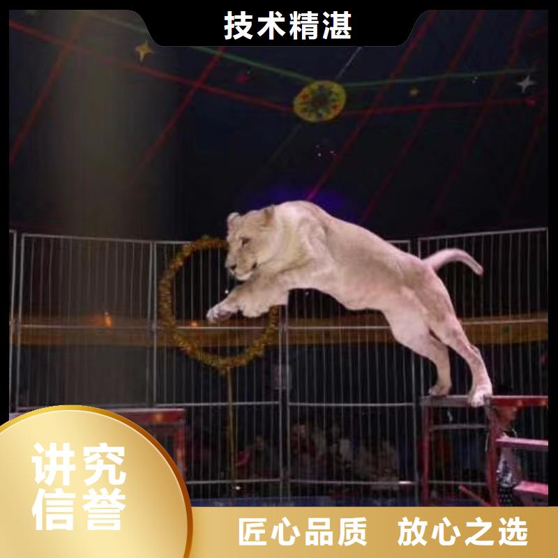 馬戲團(tuán)/羊駝吉祥百鳥展實(shí)力團(tuán)隊