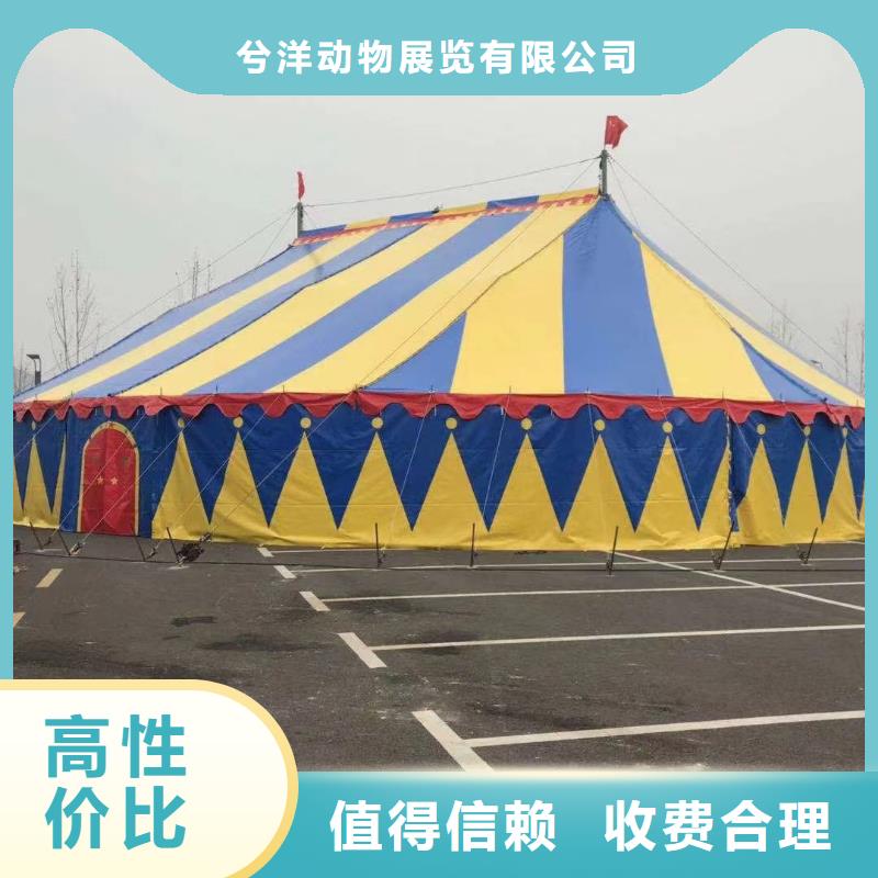 【馬戲團(tuán)/羊駝】,羊駝出租公司