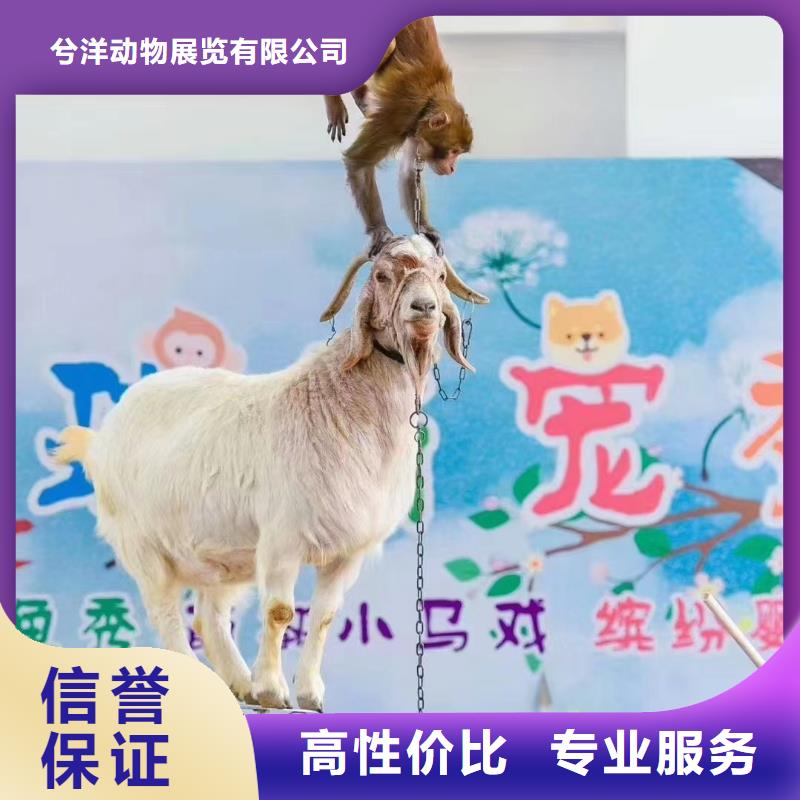 馬戲團/羊駝動物展覽秀技術(shù)成熟