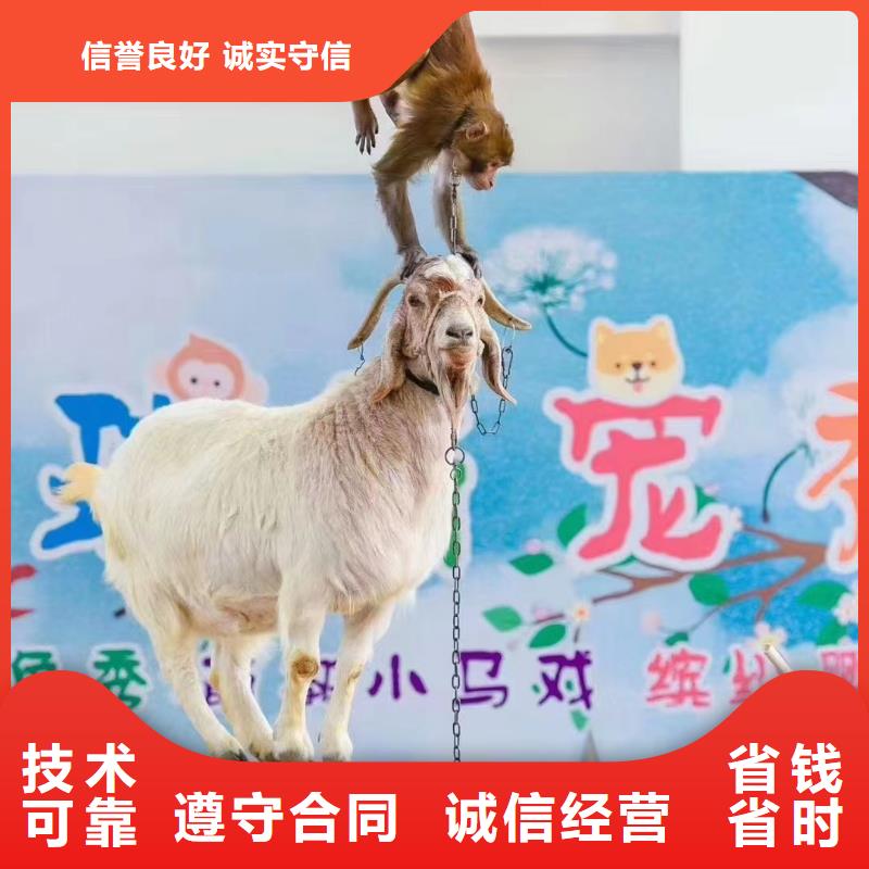 馬戲團/羊駝【馬戲團表演出租租賃】解決方案