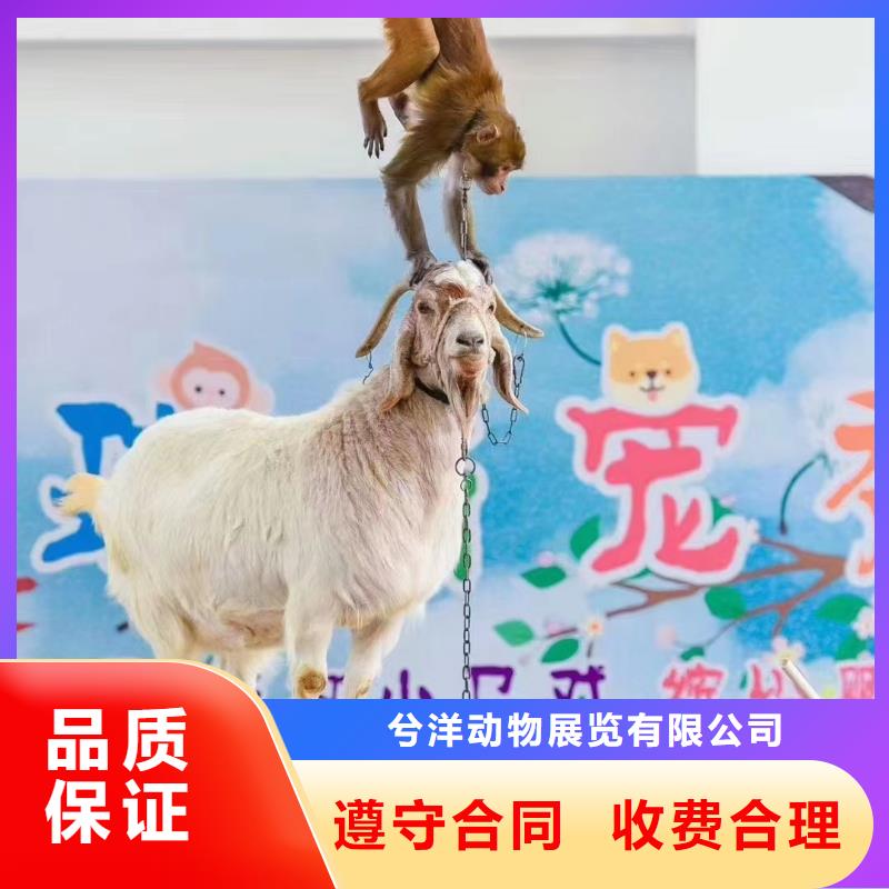 马戏团/羊驼 鹦鹉表演出租专业公司
