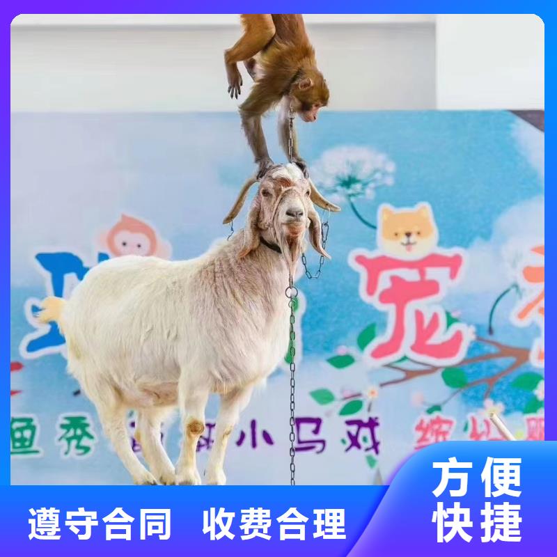 馬戲團/羊駝_小馬戲出租質(zhì)量保證