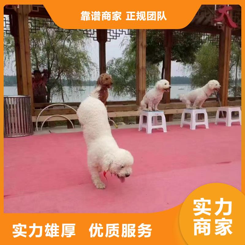 馬戲團(tuán)/羊駝-草泥馬羊駝租賃專業(yè)承接